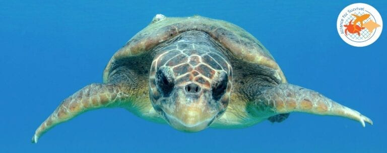 Photo sea turtle