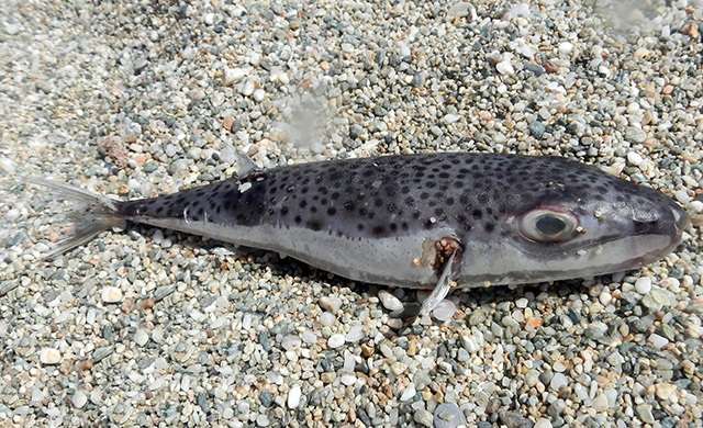 Lagocephalus sceleratus 